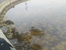 鱼池